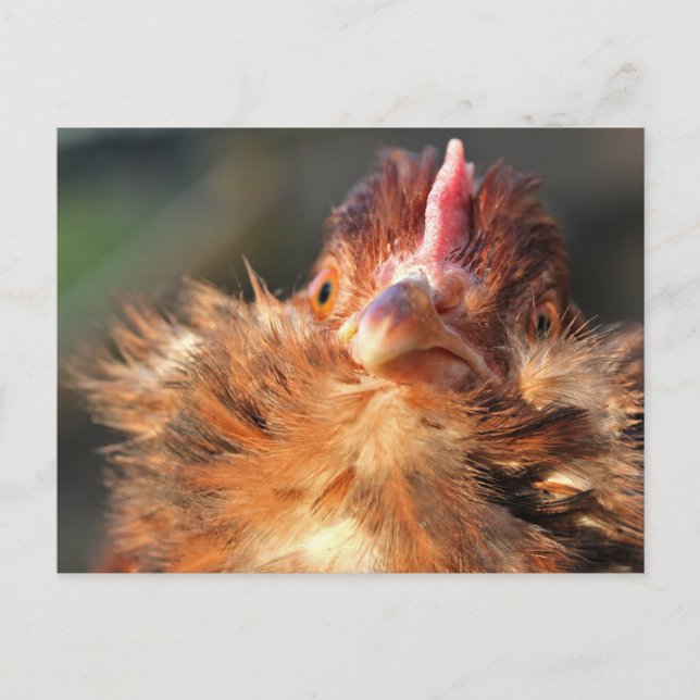 Carte postale Sun Derperella du soir (Devant)