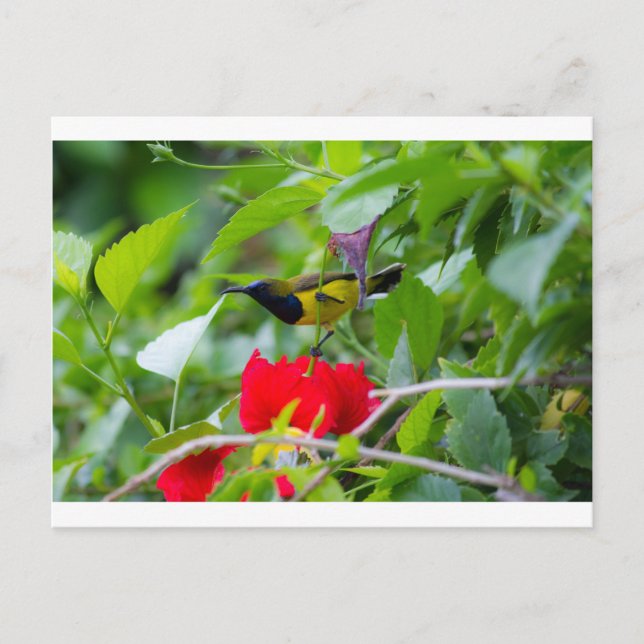 Carte Postale Sunbird (Devant)