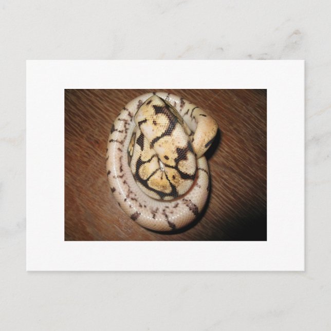 Carte Postale Sundin Ball Pythons (Devant)
