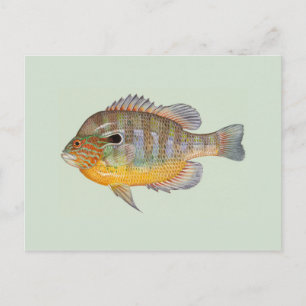 Carte Postale Sunfish par Duane Raver
