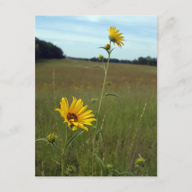 Carte postale Sunflower (Devant)