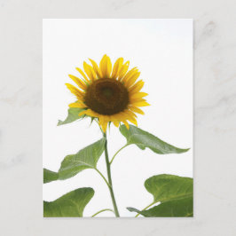 Carte postale Sunflower