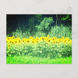 Carte postale Sunflower