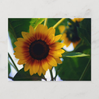 Carte postale Sunflower