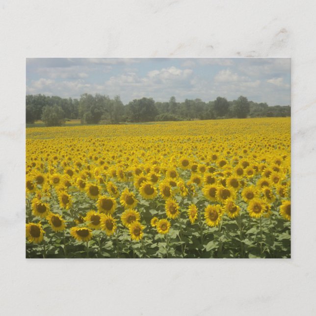 Carte postale Sunflower (Devant)