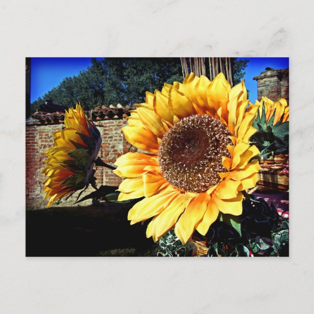 Carte postale Sunflower (Devant)