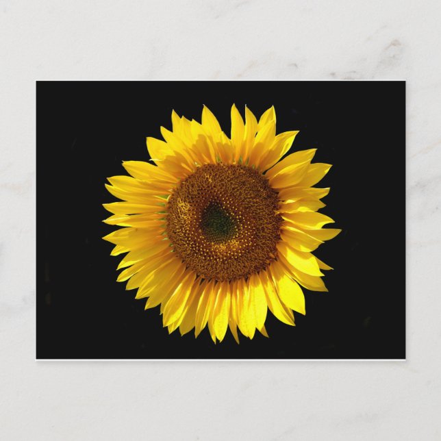 Carte postale Sunflower (Devant)