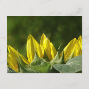 Carte postale Sunflower do-it-yourself