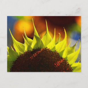 Carte postale Sunflower Dreams