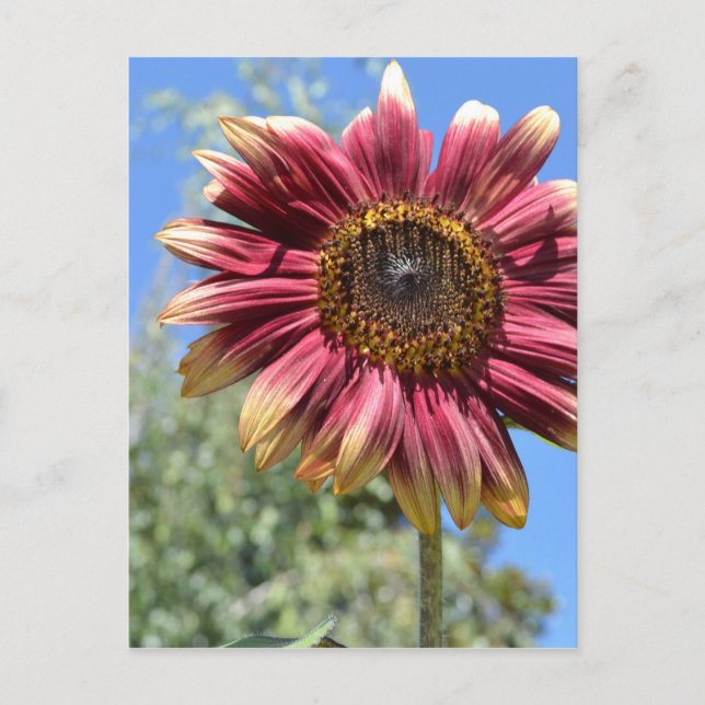 Carte postale Sunflower rouge (Devant)