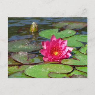 Carte Postale Sunken Gardens nénuphar rose 10