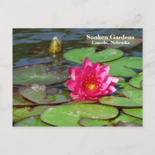 Carte Postale Sunken Gardens nénuphar rose #91 00919191