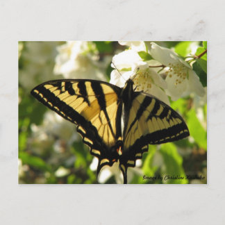 Carte Postale Sunlit Swallowtail sur Faux Orange