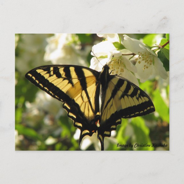 Carte Postale Sunlit Swallowtail sur Faux Orange (Devant)