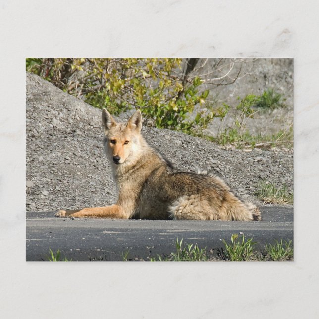 Carte Postale Sunning Coyote (Devant)