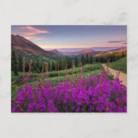 Sunrise fleur sauvage | Butte de crête, Colorado
