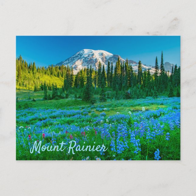 Carte Postale Sunrise Lupine et Mount Rainer (Devant)