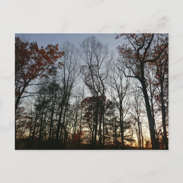 Carte Postale Sunset de novembre (Devant)