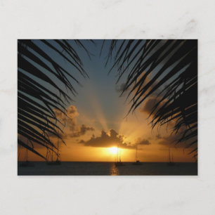 Carte Postale Sunset Through Palm Fronds