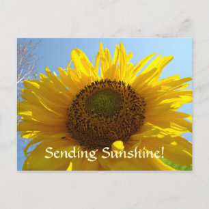 Carte postale SUNSHINE Tournesol Cartes postales V