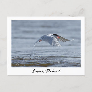 Carte Postale Suomi, Finlande photo nature
