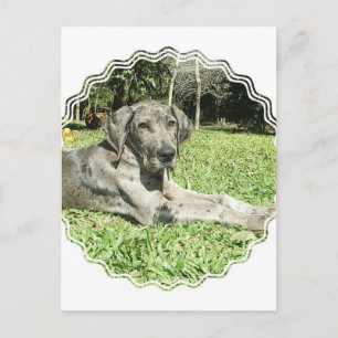 Carte postale Super Dane Puppy