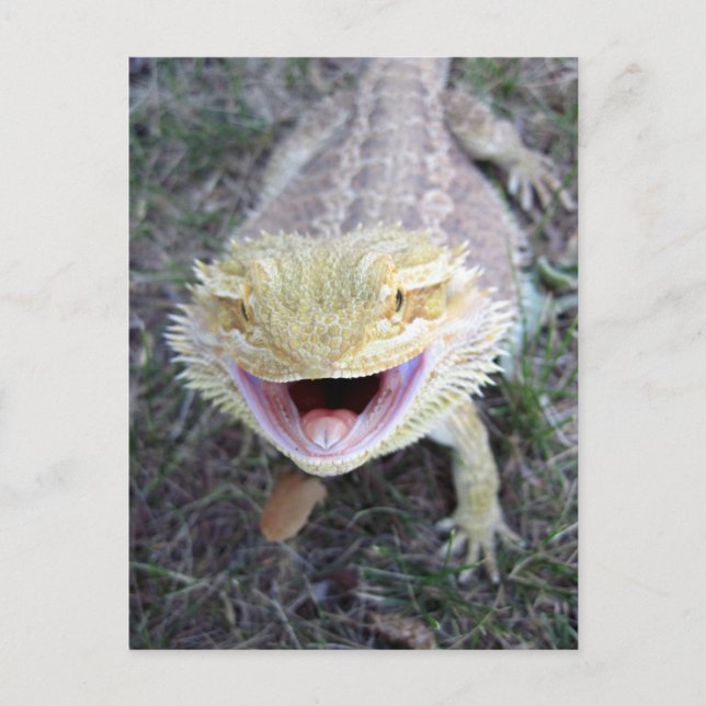 Carte Postale Super Happy Bearé Dragon (Devant)