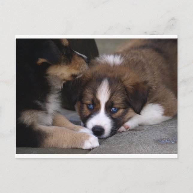 Carte Postale Super mignonne Chien Australien (Devant)