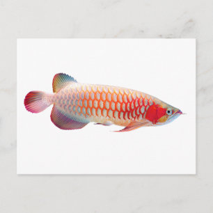 Carte Postale Super Red Arowana