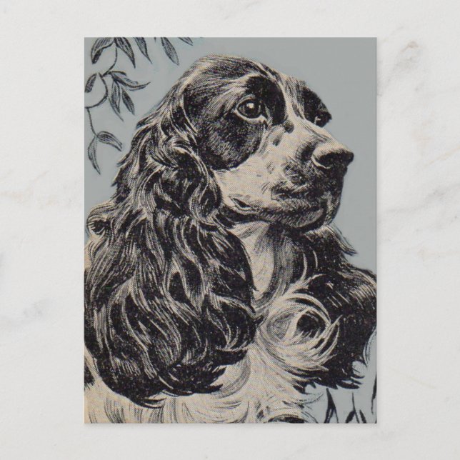 Carte Postale superbe cocker spaniel (Devant)