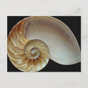 Carte Postale Superbe coquille de Nautilus
