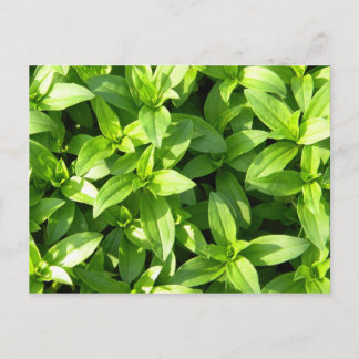 Carte Postale Superbe couverture