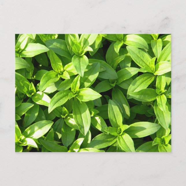 Carte Postale Superbe couverture (Devant)