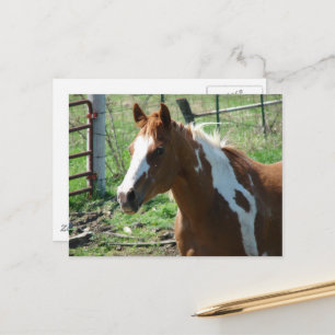 Carte Postale Superbe jument Paint Horse dans une pâture estival