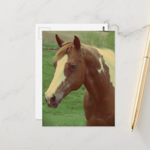 Carte Postale Superbe jument Paint Horse de printemps