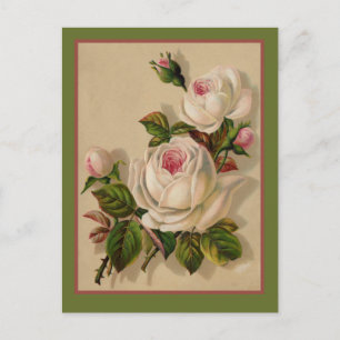 Carte Postale Superbe Redoute White Roses