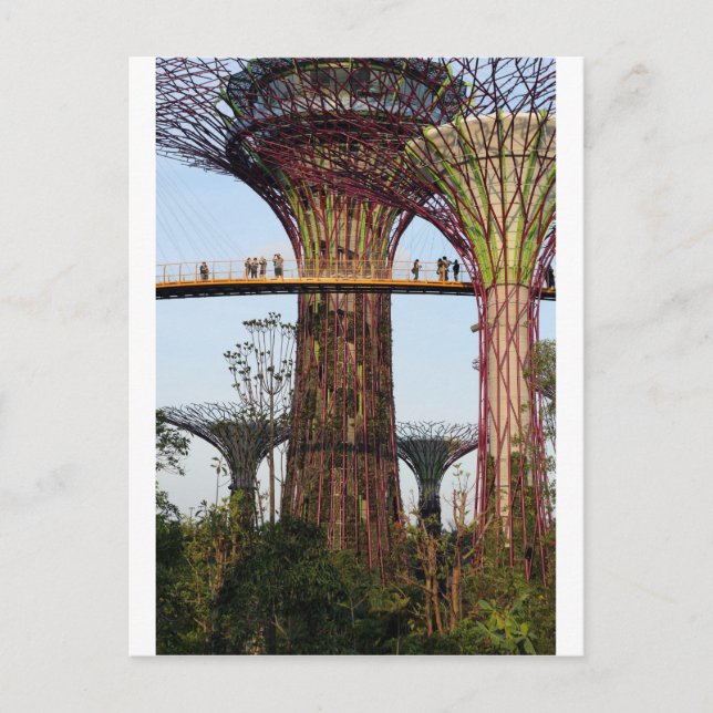 Carte Postale Supertree Grove Gardens By The Bay Singapore (Devant)