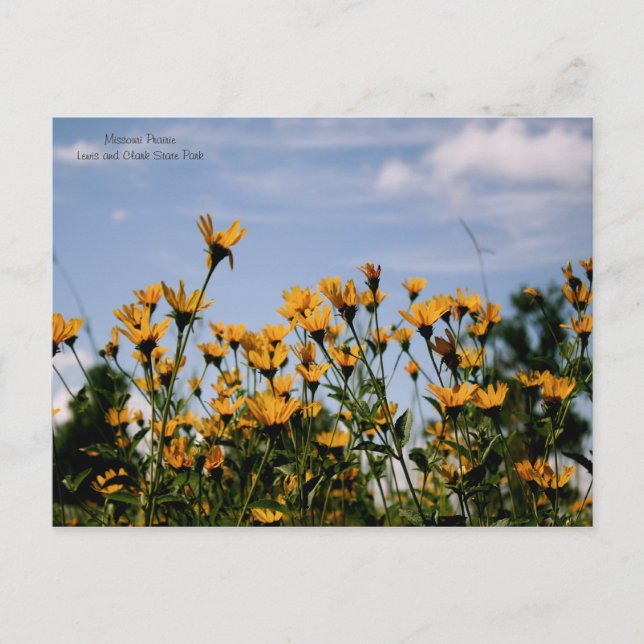 Carte Postale Sur la prairie, prairie du Missouri (Devant)