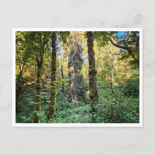 Carte Postale Sur le chemin (Devant)