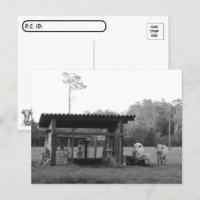 Sur le Ranch - - Vaches - Noir et Blanc