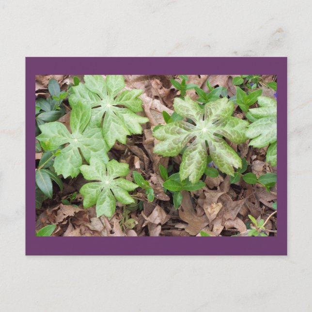 Carte Postale Sur le terrain du Monticello de Jefferson... (Devant)