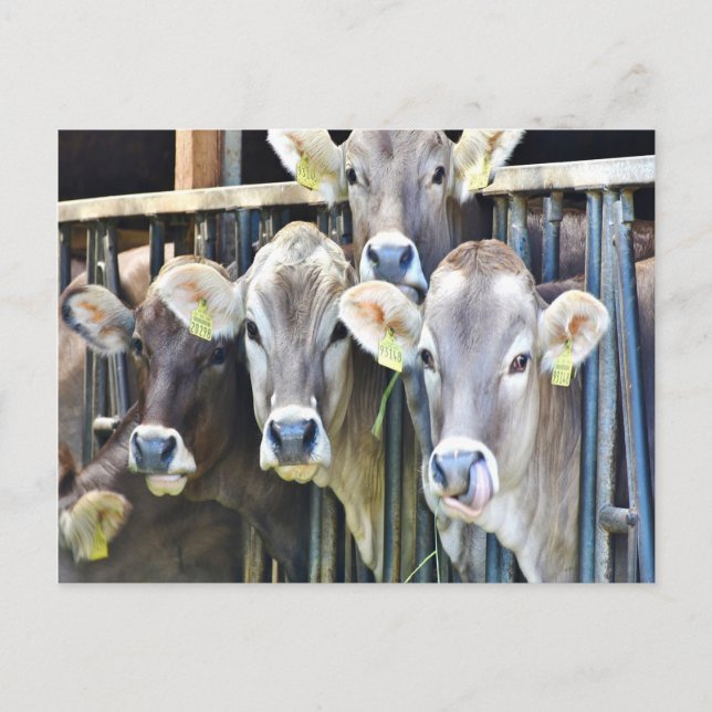 Carte Postale Sur Les Vaches De Ferme (Devant)