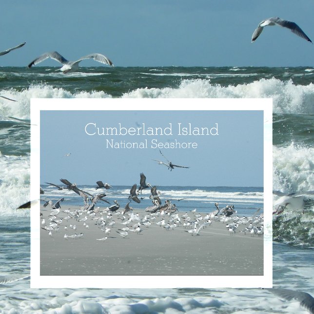 Carte Postale Surf aux oiseaux, côte nationale de l'île Cumberla (Créateur téléchargé)