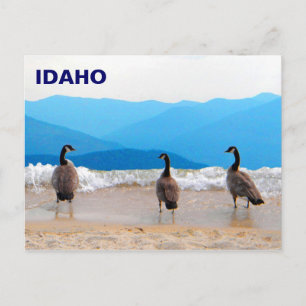 Carte Postale SURF ! - Oies