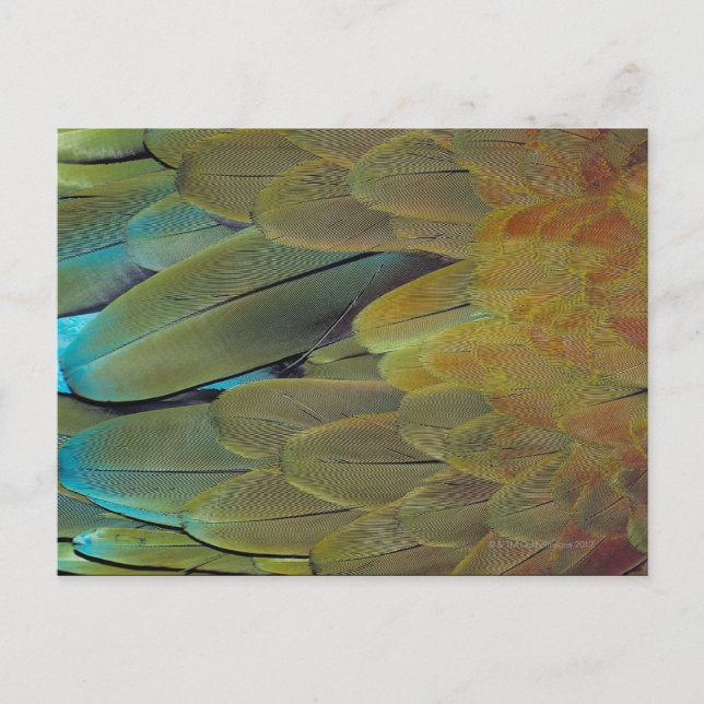 Carte Postale Surface de la plume (Devant)