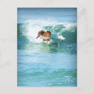 Carte Postale Surfeur D'Écureuil En Mer