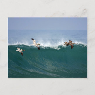 Carte Postale Surfing de Pelican