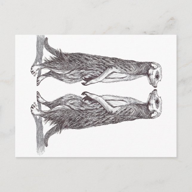 CARTE POSTALE SURICATA LOVE. MEERKAT LOVE. (Devant)
