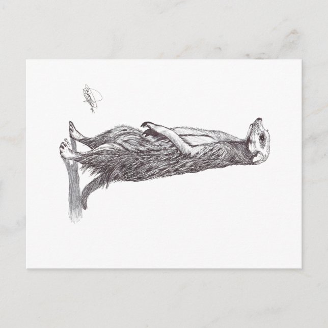CARTE POSTALE SURICATA. MEERKAT (Devant)