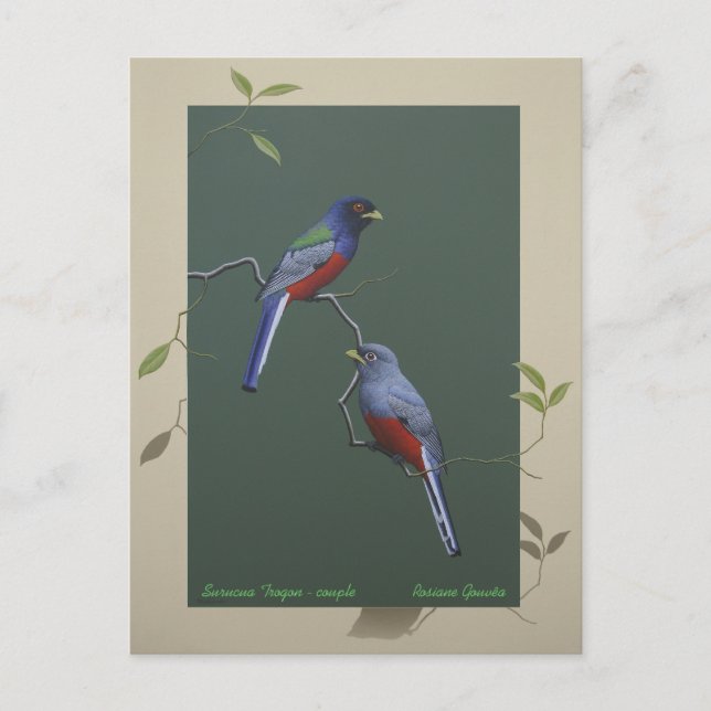 Carte Postale Surucua Trogon - couple (Devant)